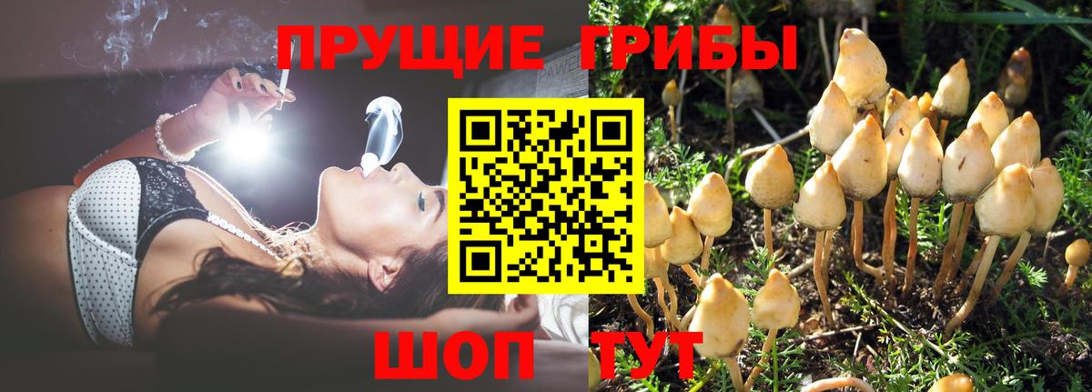Галлюциногенные грибы Psilocybe Унеча
